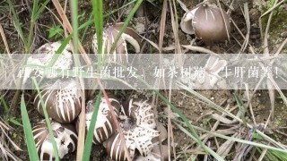 西安哪有野生菌批发，如茶树菇，牛肝菌等！在西安销量好不好？