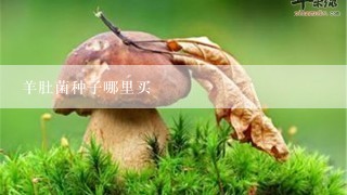 羊肚菌种子哪里买