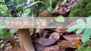 秋季适合煲什么汤