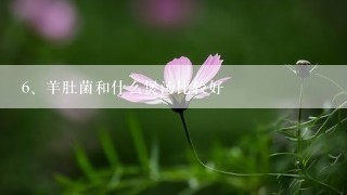 羊肚菌和什么煲汤比较好