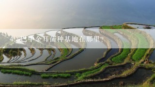 巴中金耳菌种基地在那里?