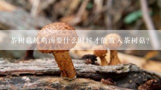 茶树菇炖鸡汤要什么时候才能放入茶树菇？