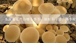 茶树菇是产自哪个季节，新鲜和干货，哪个时期购买最便宜。