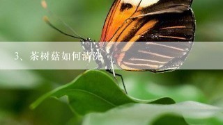 茶树菇如何清洗