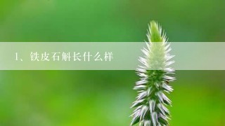 铁皮石斛长什么样