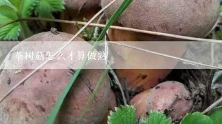 茶树菇怎么才算做熟