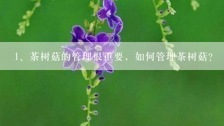 茶树菇的管理很重要，如何管理茶树菇？