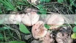 如何种植茶树菇
