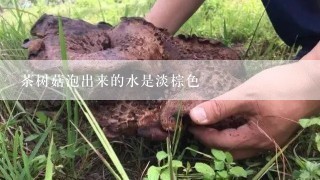 茶树菇泡出来的水是淡棕色