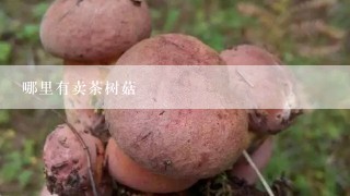 哪里有卖茶树菇