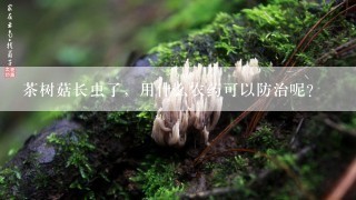 茶树菇长虫了，用什么农药可以防治呢？