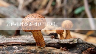 老鸭排骨炖茶树菇可以吗?