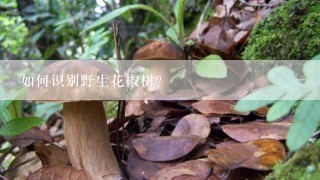 如何识别野生花椒树？