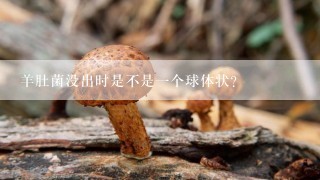 羊肚菌没出时是不是一个球体状？