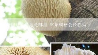 茶树菇的产地是哪里 吃茶树菇会长胖吗