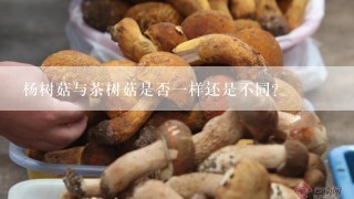 杨树菇与茶树菇是否一样还是不同？