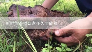新鲜的茶树菇煮多久才能熟