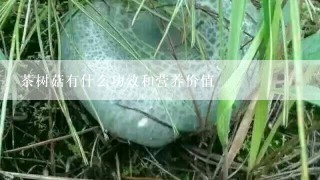 茶树菇有什么功效和营养价值