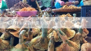 无毒野生菌菇种类的图片