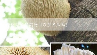 茶树菇炖乌鸡汤可以加冬瓜吗?