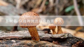 茶树菇 从接种到出菇成熟需多久