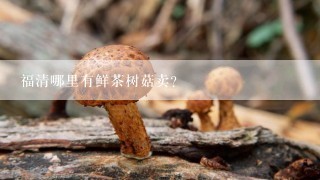 福清哪里有鲜茶树菇卖?