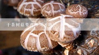 干茶树菇要煮多久才熟