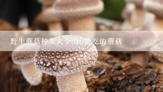 野生蘑菇种类大全(图)能吃的蘑菇