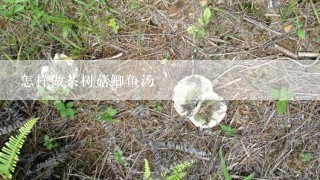 怎样做茶树菇鲫鱼汤