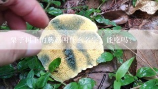 栗子树下的蘑菇叫什么名字，能吃吗？