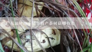 广东汕尾海丰陆丰特产茶树菇哪有卖