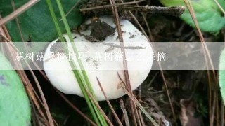 茶树菇采摘技巧 茶树菇怎么采摘