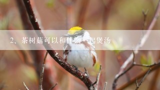 茶树菇可以和什么一起煲汤