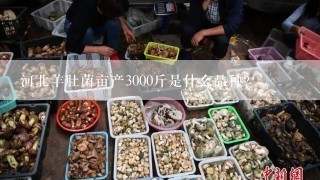 河北羊肚菌亩产3000斤是什么品种？