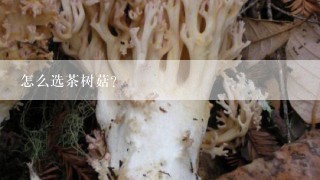 怎么选茶树菇?