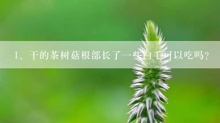 干的茶树菇根部长了一些白毛可以吃吗?