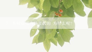 茶树菇炖肉汤是苦的 为什么呢?