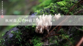 枞树菌人工种植方法