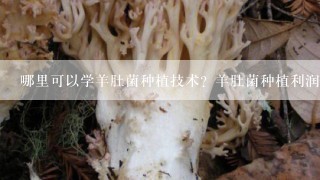 哪里可以学羊肚菌种植技术？羊肚菌种植利润怎么样？
