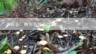 茶树菇，鲍鱼菇哪个好吃