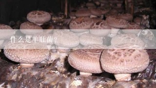 什么是羊肚菌?