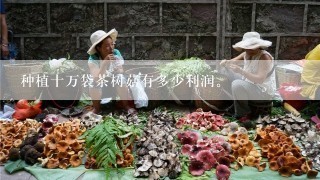 种植十万袋茶树菇有多少利润。