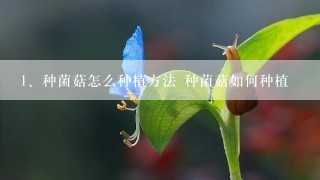 种菌菇怎么种植方法 种菌菇如何种植