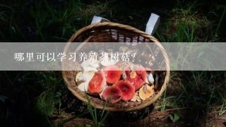 哪里可以学习养殖茶树菇？