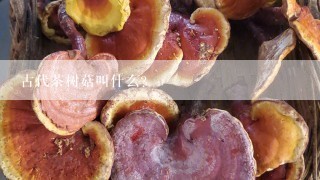 古代茶树菇叫什么？