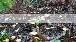 可以食用的野生蘑菇照片？