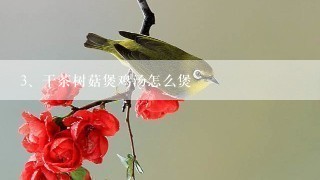 干茶树菇煲鸡汤怎么煲