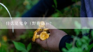 什么是鬼伞（野蘑菇）？