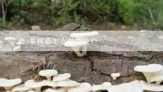 菜谱:茶树菇怎么做能炖烂