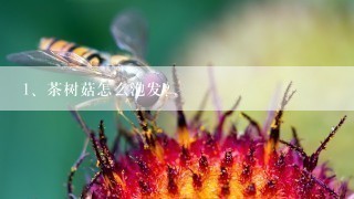 茶树菇怎么泡发？